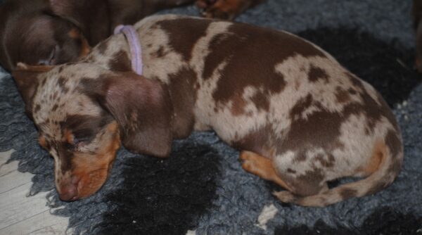 Miss Violett Miniature Dachshund