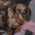 Miss-Violett-female-miniature-dachshund-puppy-for-sale- (2)