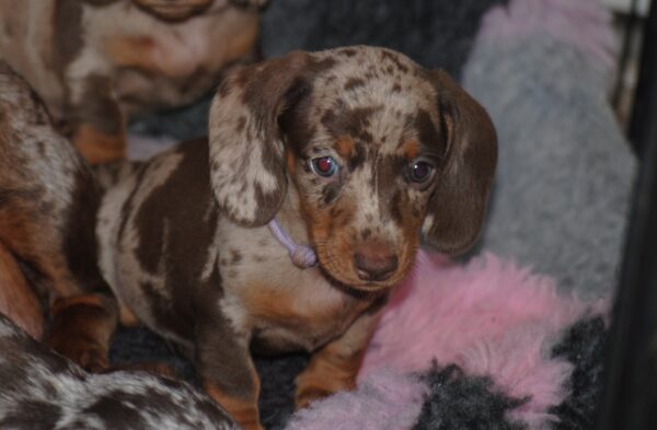 Miss Violett Miniature Dachshund
