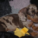 Miss-Violett-female-miniature-dachshund-puppy-for-sale- (3)