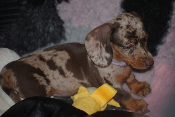 Miss Violett Miniature Dachshund