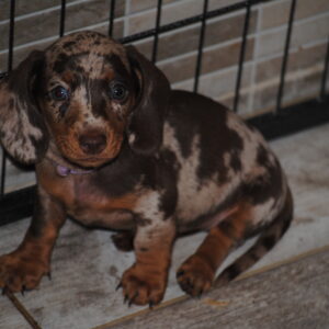 Miss Violett Miniature Dachshund