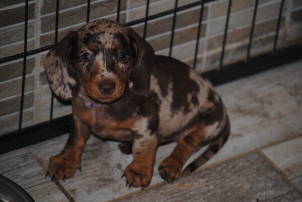 Miss Violett Miniature Dachshund