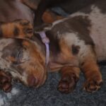 Miss-Violett-female-miniature-dachshund-puppy-for-sale- (5)
