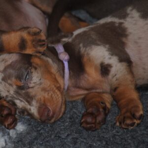 Miss Violett Miniature Dachshund