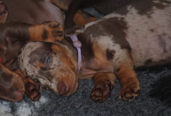 Miss Violett Miniature Dachshund