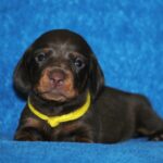 Miss-Yellow-female-Miniature-dachsund-puppy-for-sale-1 (1)