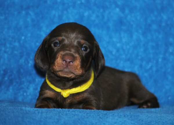 Miss Yellow Miniature Dachshund
