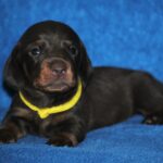 Miss-Yellow-female-Miniature-dachsund-puppy-for-sale-1 (2)
