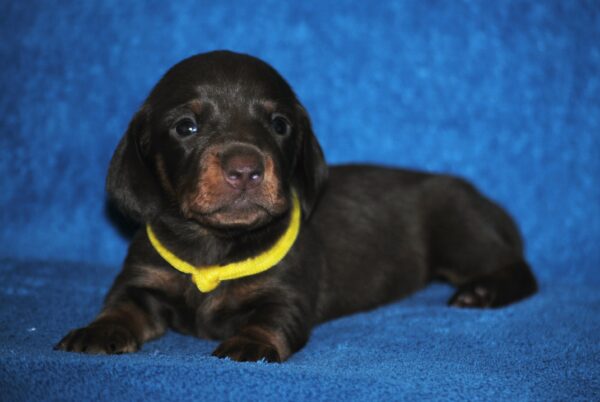 Miss Yellow Miniature Dachshund
