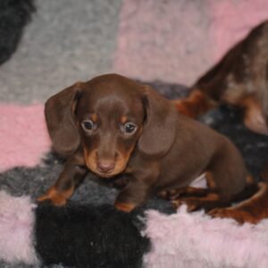 Miss Yellow Miniature Dachshund