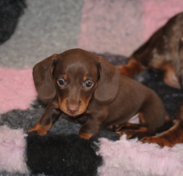 Miss Yellow Miniature Dachshund