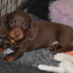 Miss Rose Miniature Dachshund