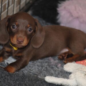 Miss Yellow Miniature Dachshund