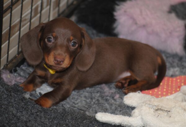 Miss Yellow Miniature Dachshund