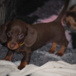 Miss-Yellow-female-miniature-dachshund-puppy-for-sale- (3)