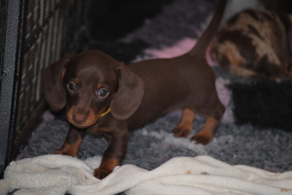 Miss Yellow Miniature Dachshund