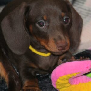 Miss Yellow Miniature Dachshund
