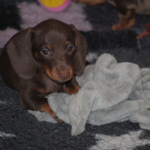 Miss Yellow Miniature Dachshund