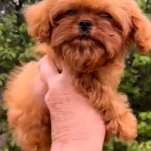Missa Cavapoo