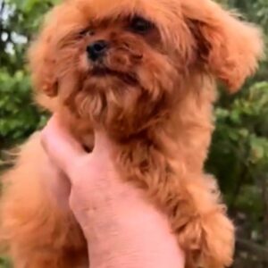 Missa Cavapoo