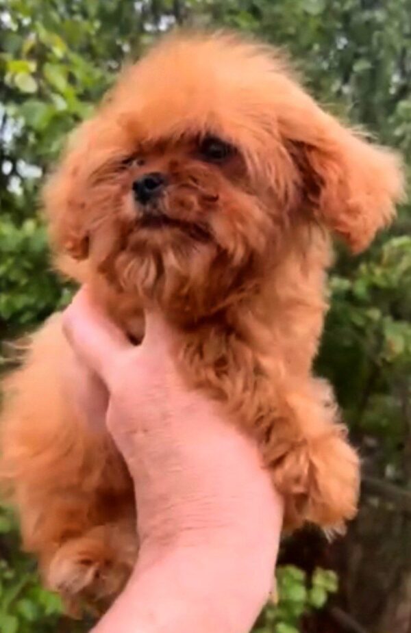 Missa Cavapoo