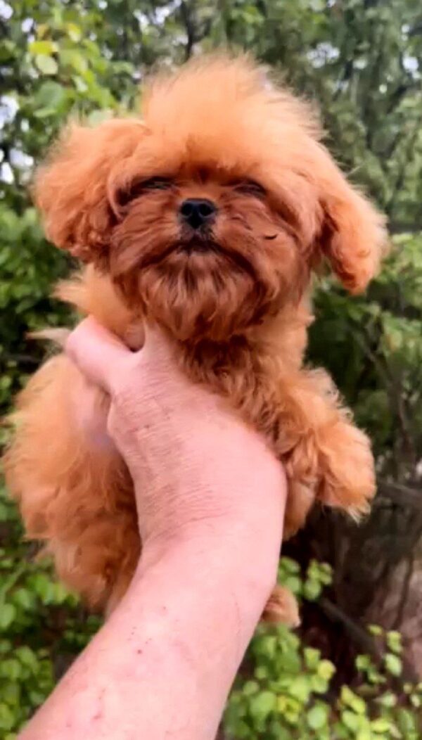 Missa Cavapoo