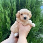 Mayka Maltipoo