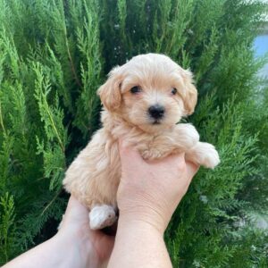 Missa Maltipoo