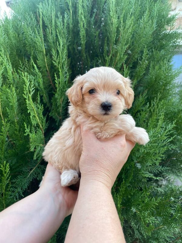 Missa Maltipoo