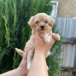 Darty Maltipoo