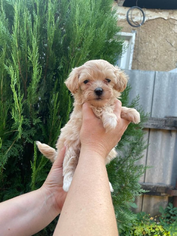 Mitra Maltipoo
