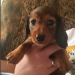 Dema Miniature Dachshund