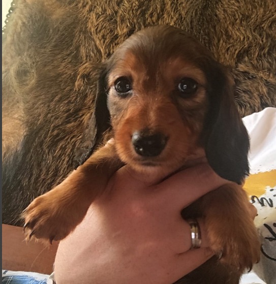 Mochi Miniature Dachshund