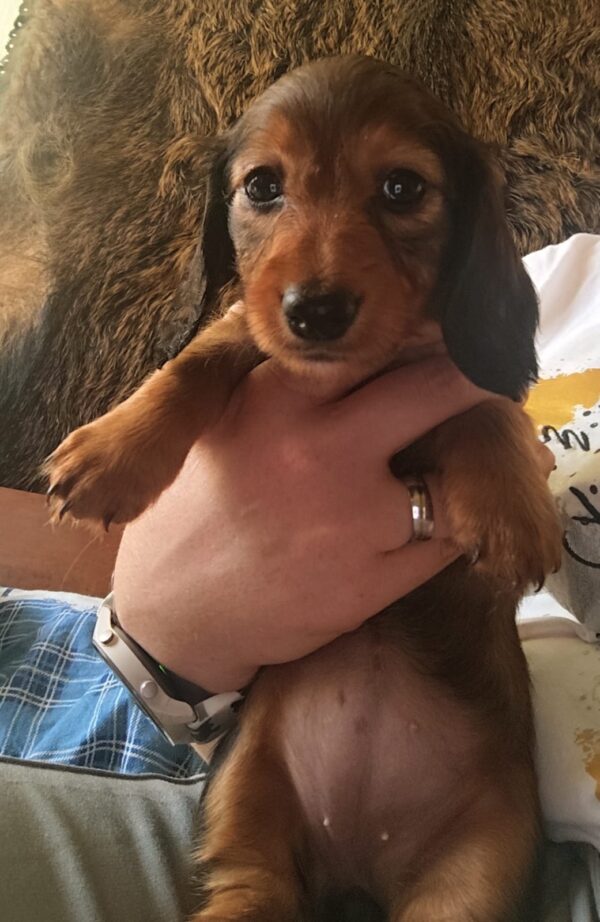 Mochi Miniature Dachshund