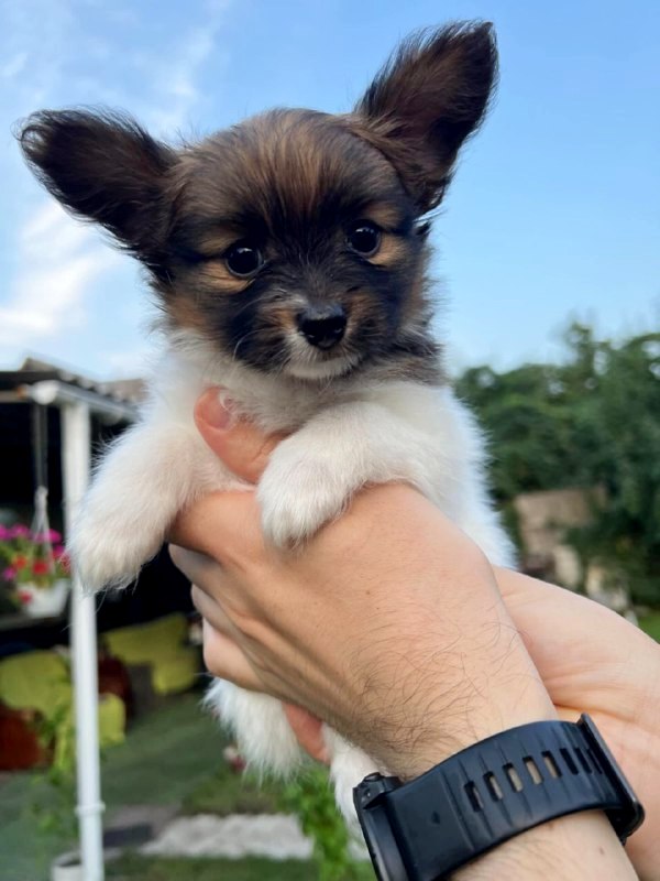 Naomi Papillon