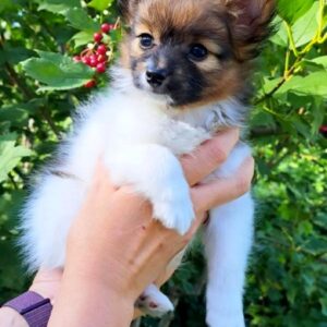 Naomi Papillon