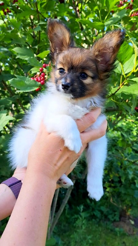 Naomi Papillon