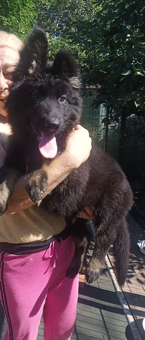 Nariel German Shepherd