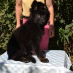 Nirra German Shepherd
