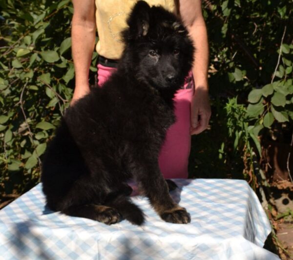 Nariel German Shepherd