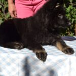 Nariel-male-German-Shepherd-puppy-for-sale-3