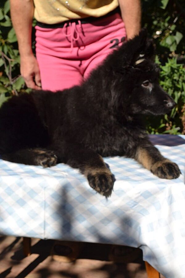 Nariel German Shepherd