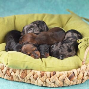 New Litter Miniature Dachshund