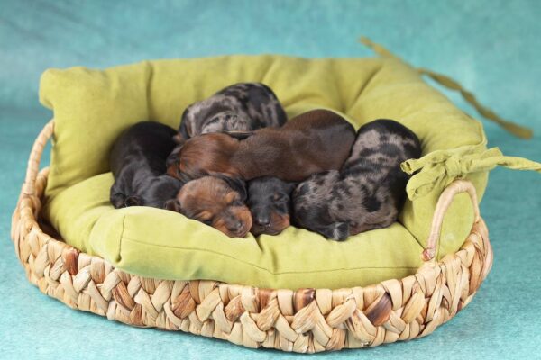 New Litter Miniature Dachshund