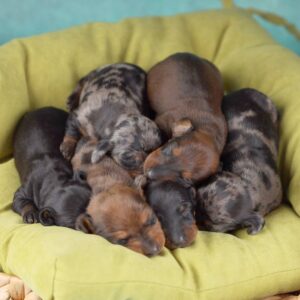 New Litter Miniature Dachshund