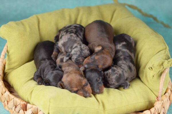 New Litter Miniature Dachshund