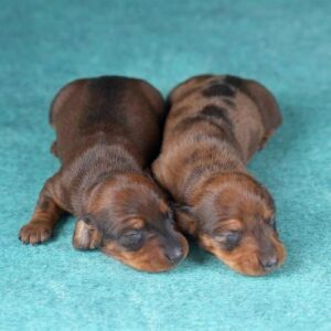 New Litter – Female and Male Miniature Dachshund