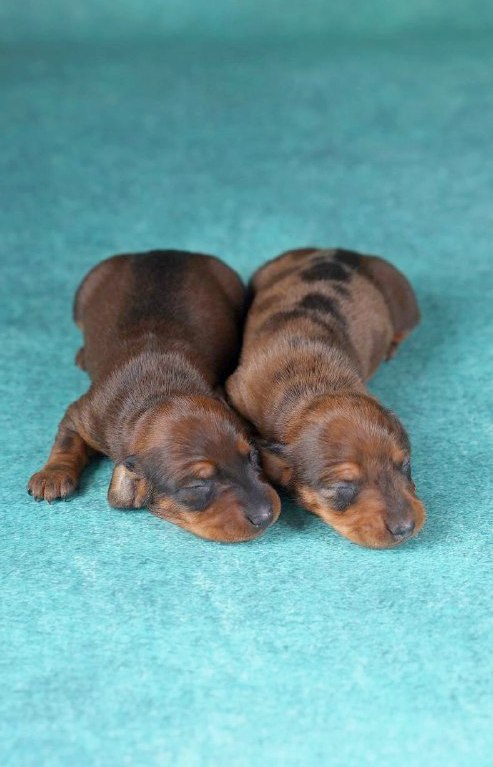 New Litter – Female and Male Miniature Dachshund