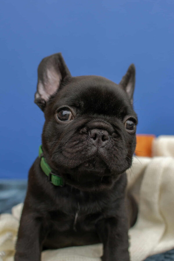 Nicolas French Bulldog